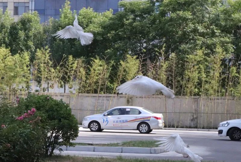 【濟(jì)寧大運河駕?！拷鹎锞旁聦W(xué)車季，期待與您的相遇~(圖2)