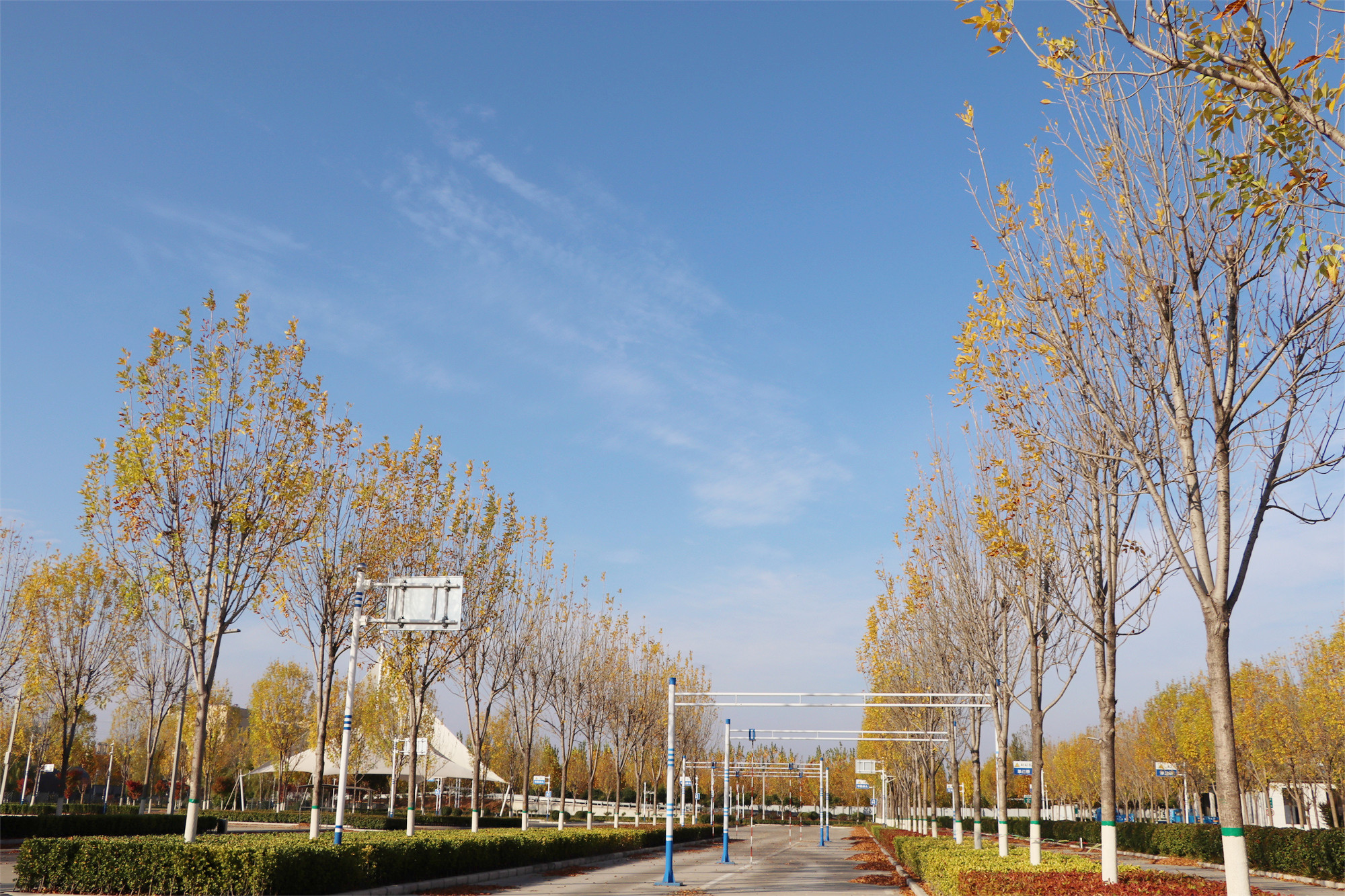 【濟(jì)寧大運(yùn)河駕?！坎蹲今{校亮麗風(fēng)景，定格最美初冬校園~(圖19)